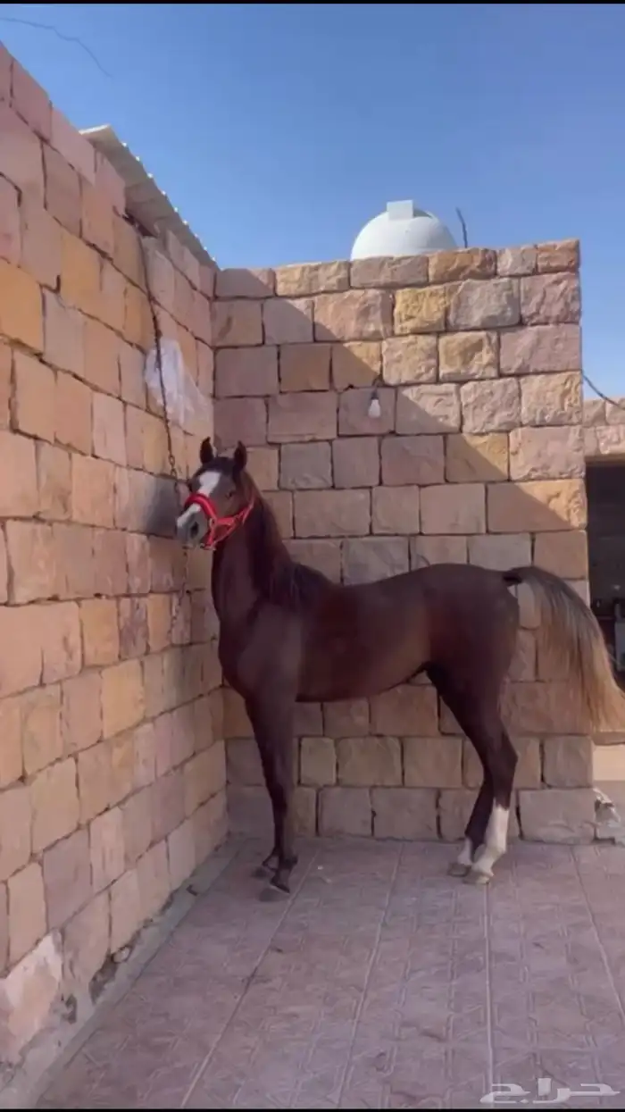 مهره شعبيه شيخه 4