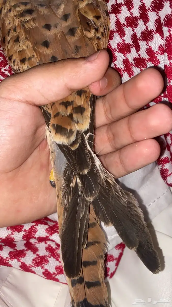 باشق البيع عجل 2