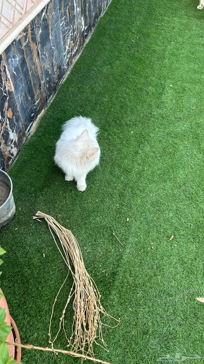 قطط شرازي للبيع 0