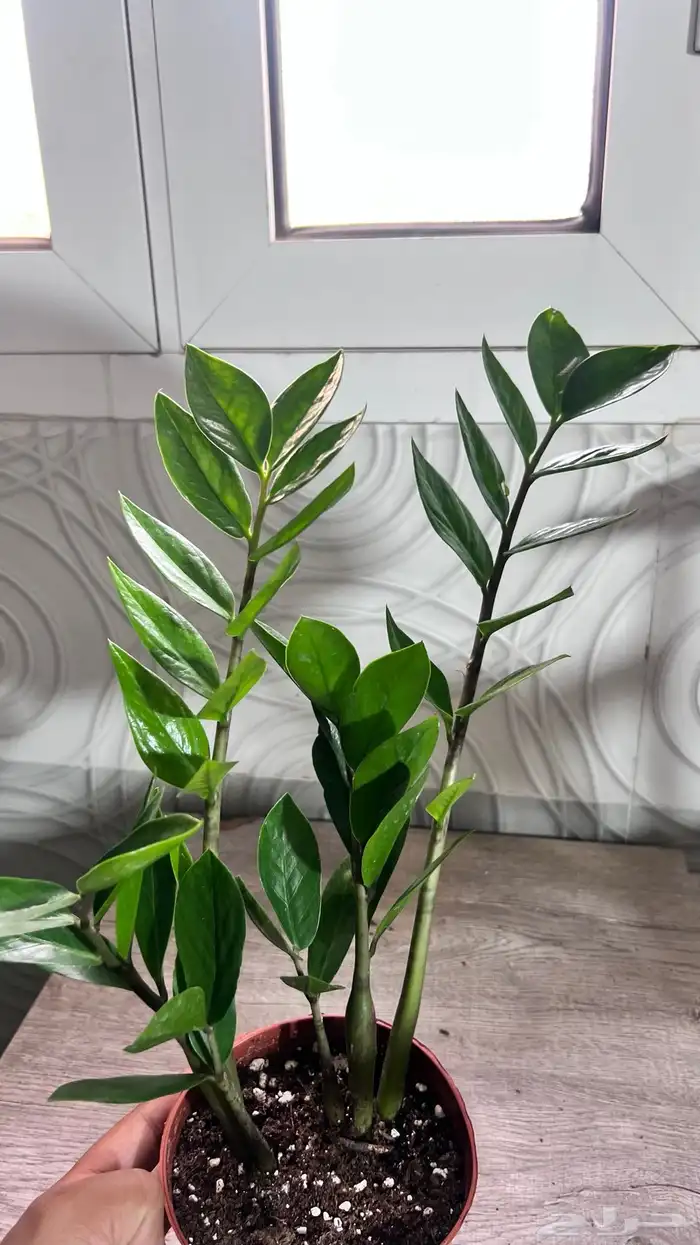 نبتات داخلية 17