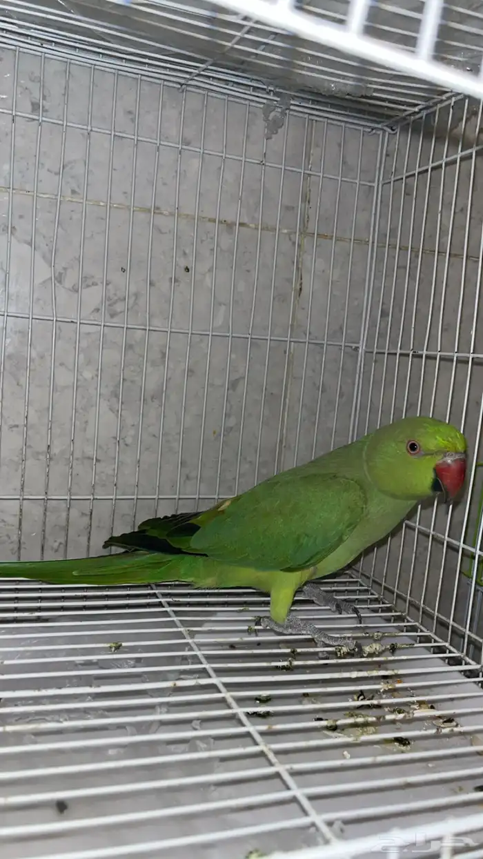 بغبغاء درة هندي تم البيع خارج الموقع 0