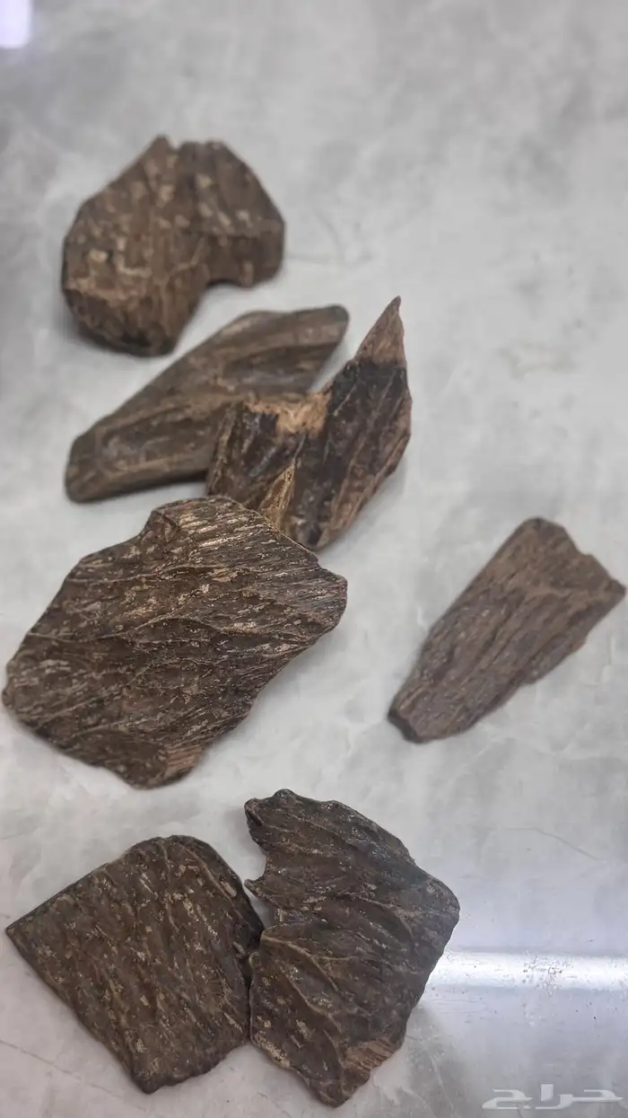 الحسن للعود   خيارك 2