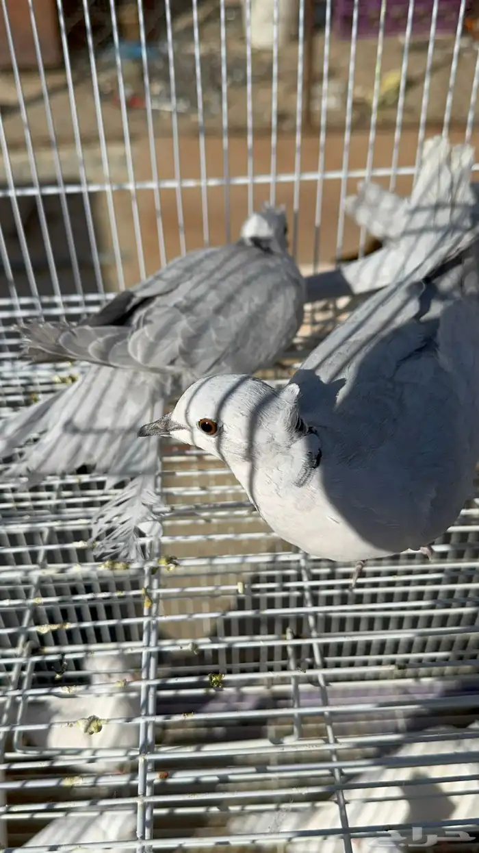 قماري البينو وسلفر 10