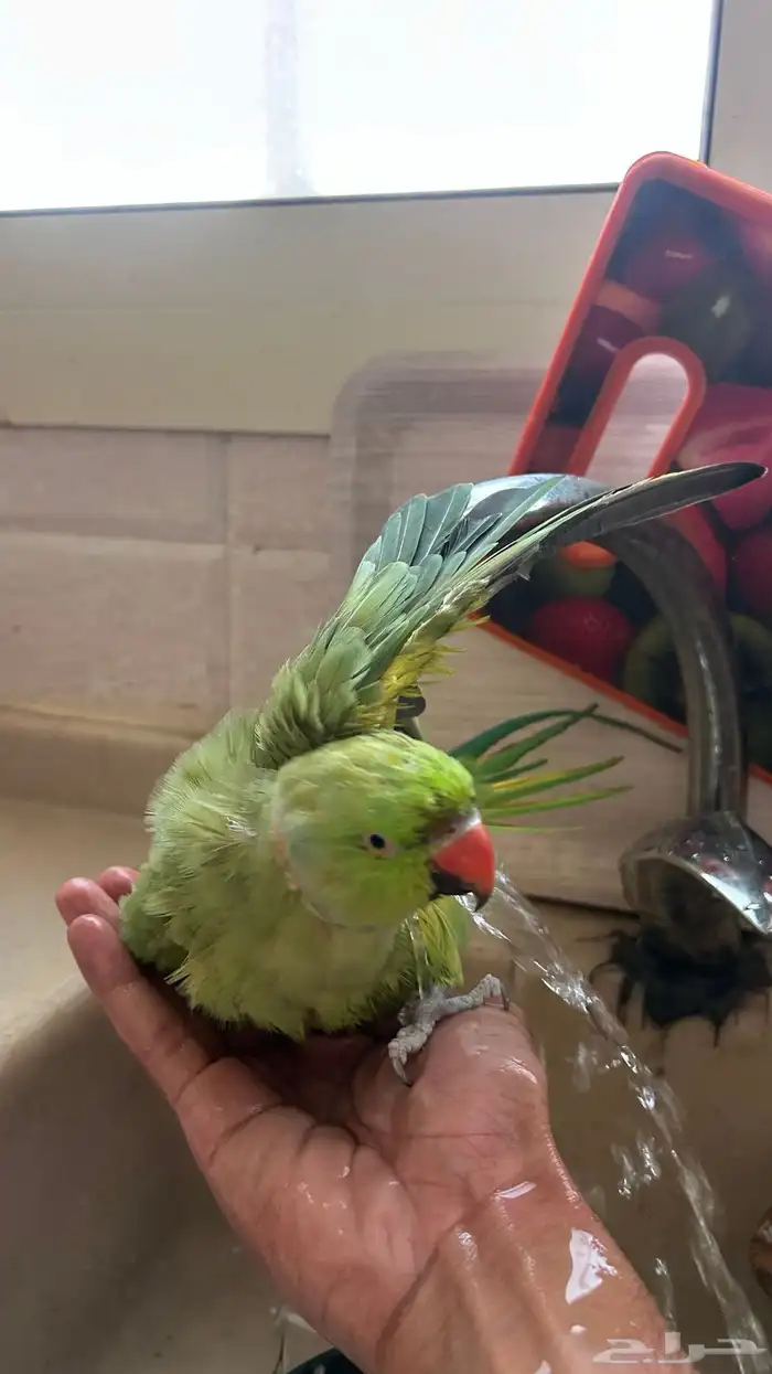 طير درة اليف ومتكلم في الوجه 1