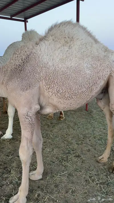 للبيع قعدان index