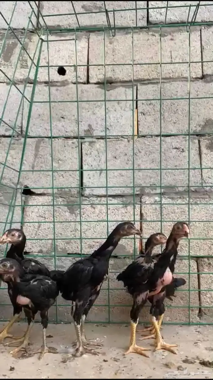 صيصان شامو الماني للبيع 3