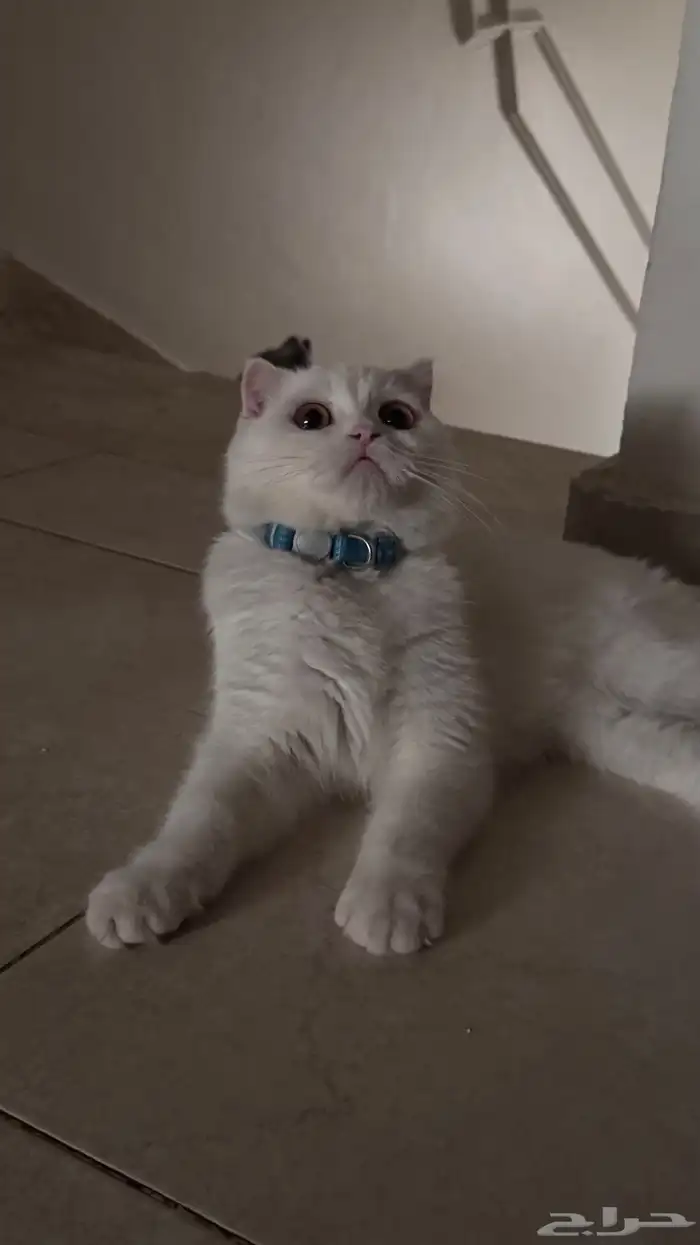 سكوتش فولد للبيع 0