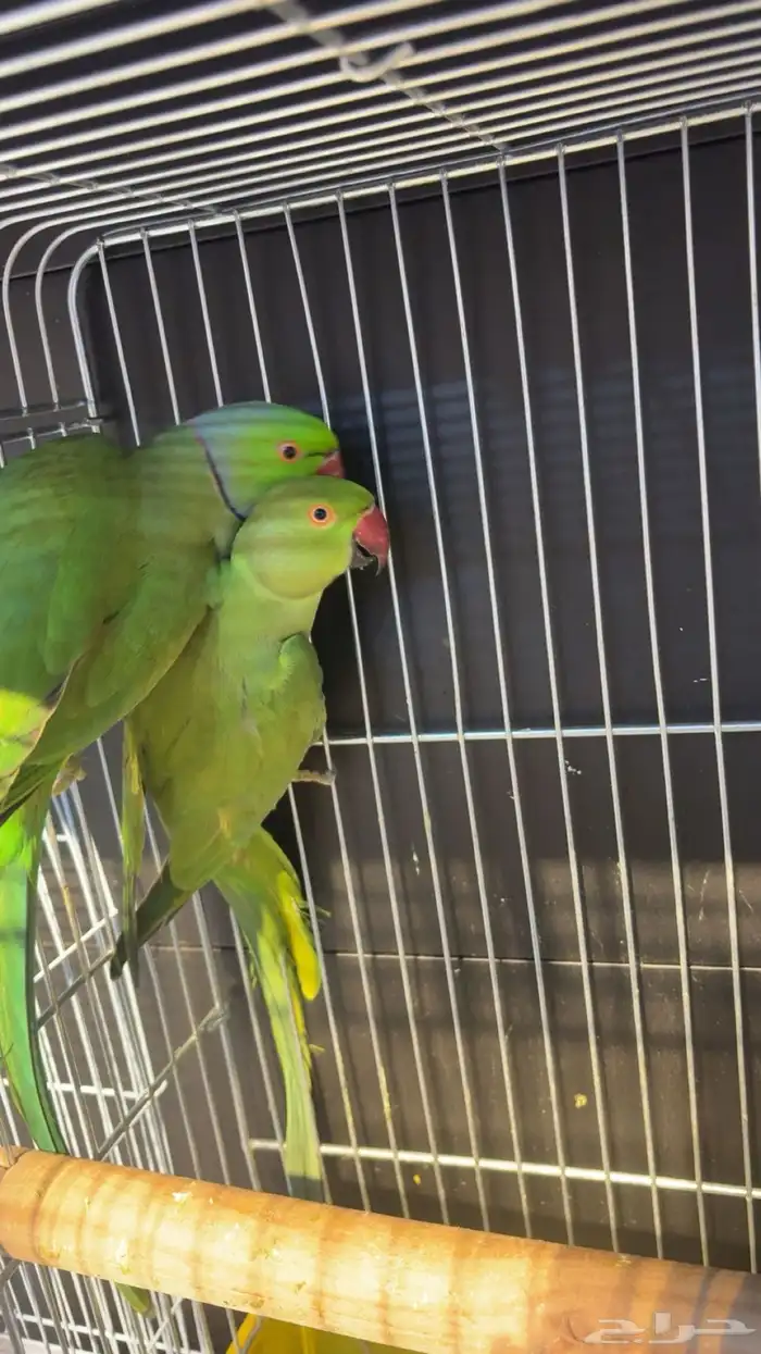 زوجين دره هولندي اخضر 4