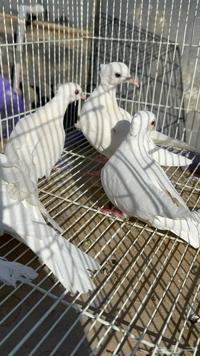 قماري البينو وسلفر 2