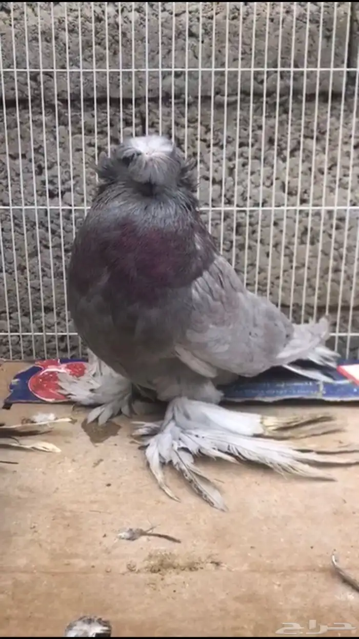 حمام بخارى 5