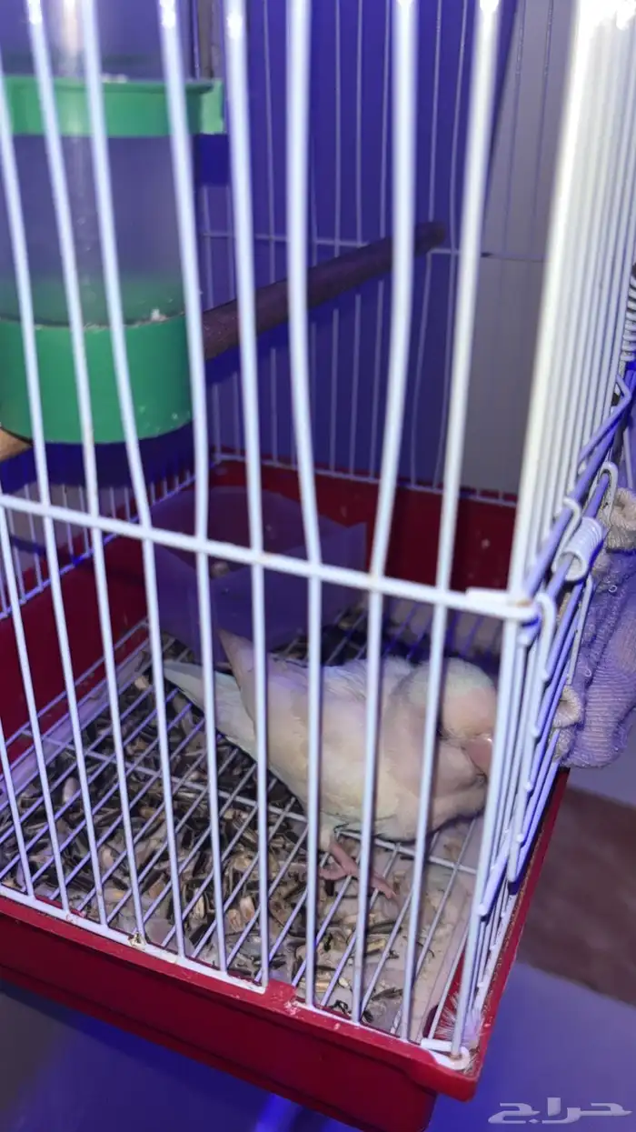 للبيع طير روز صحته حلو ولعوب وهدي جدا 0