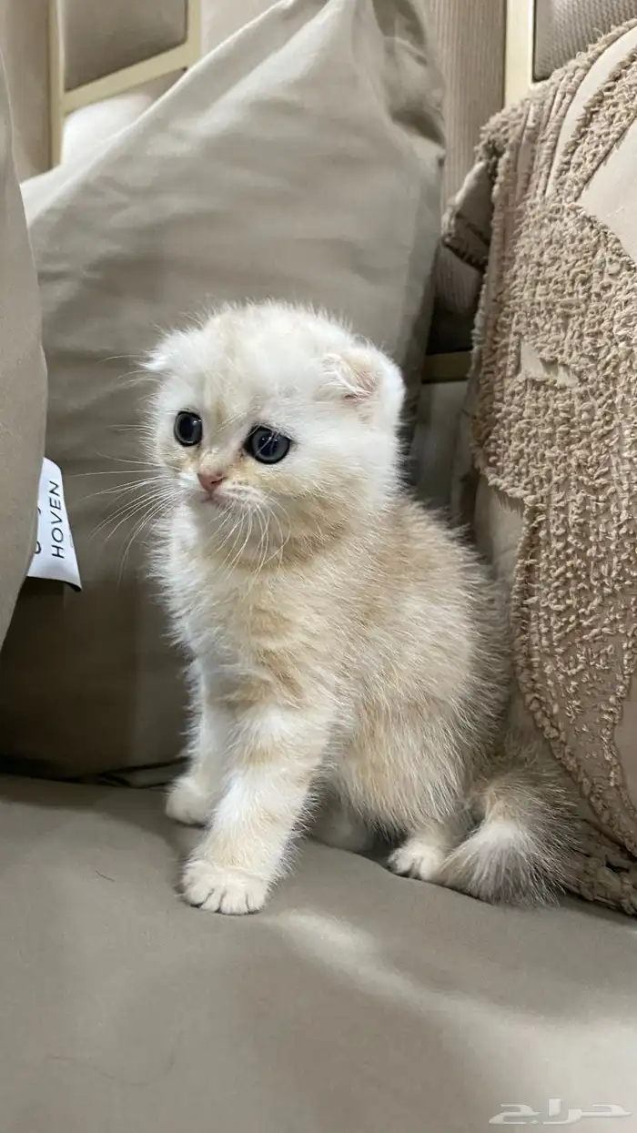 قطط كيتن سكوتش بيور للبيع 3