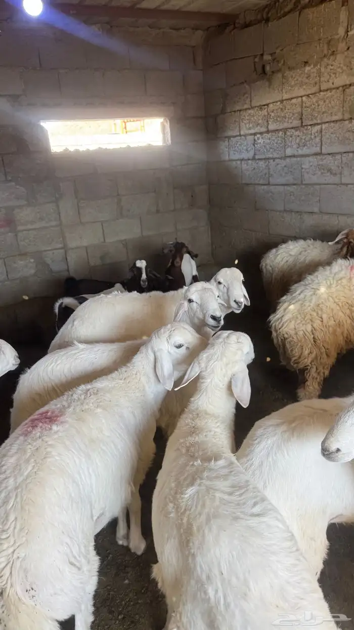 للبيع خرفان 1