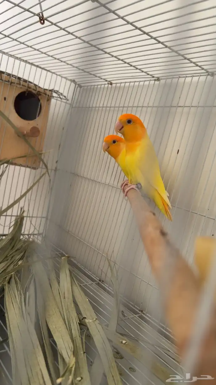 للبيع طيور روز صحه ونضافه وحجم بس في واحد مافي رجل 1