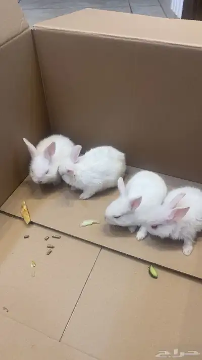 للبيع أرانب فرنسيه index