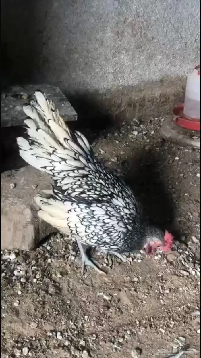 للبيع ديك سبرايت العدد 2 0