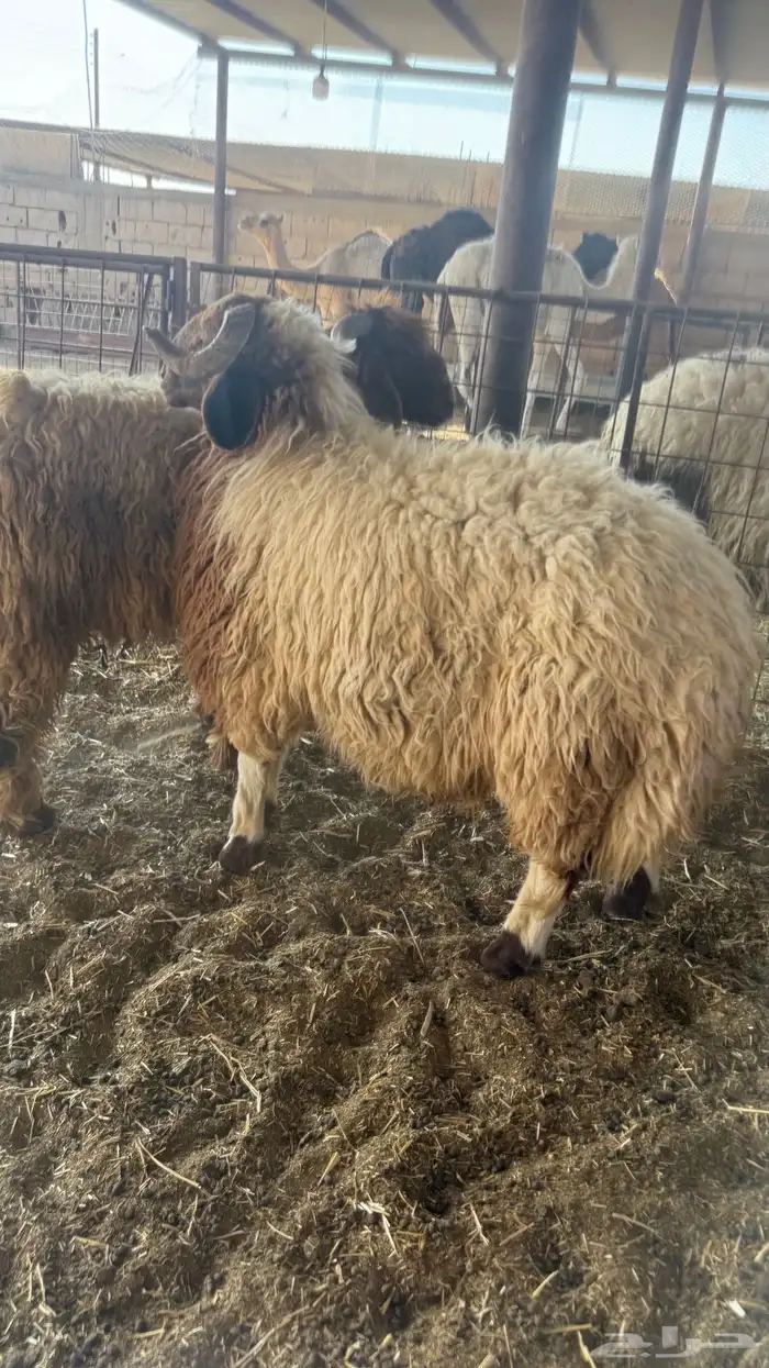 خرفان نعيم بلدي ذمه وأمانه 2