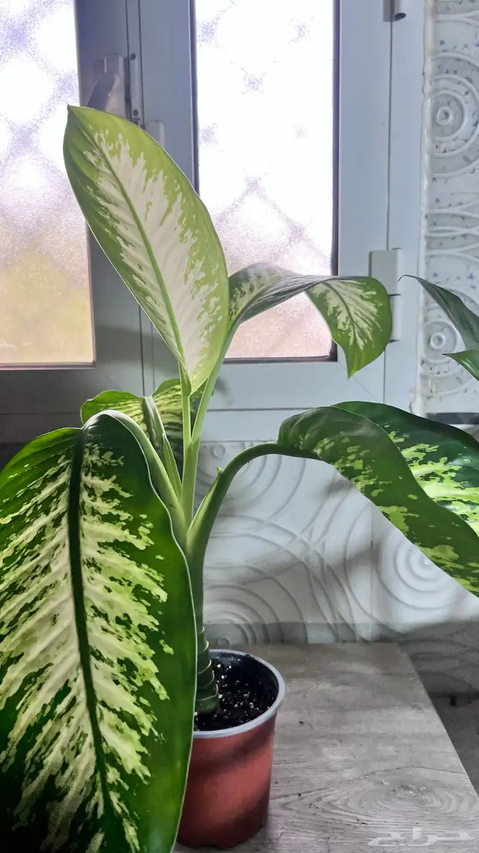 نبتات داخلية 12