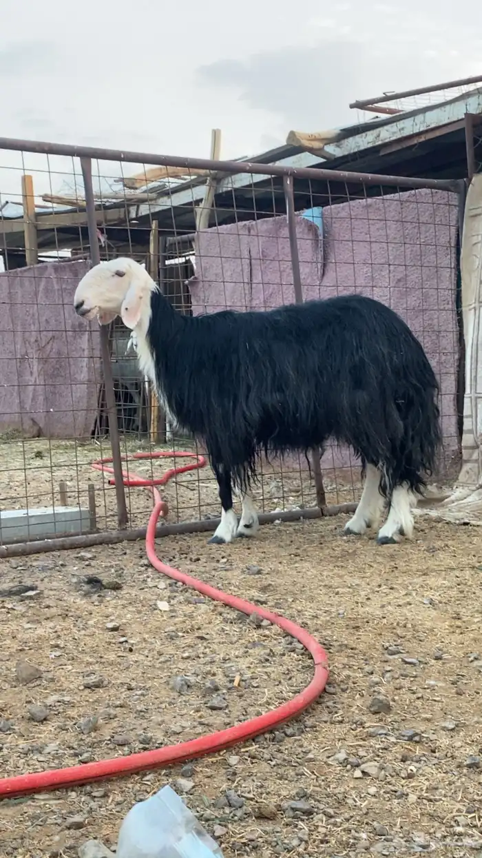 نجديه صنف تم البيع 1