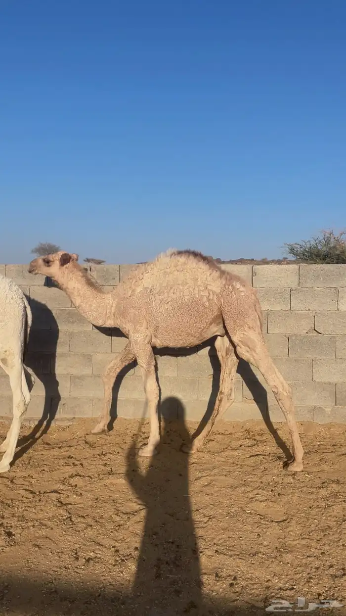 قعدان برية على الحليب ( تم البيع) 4