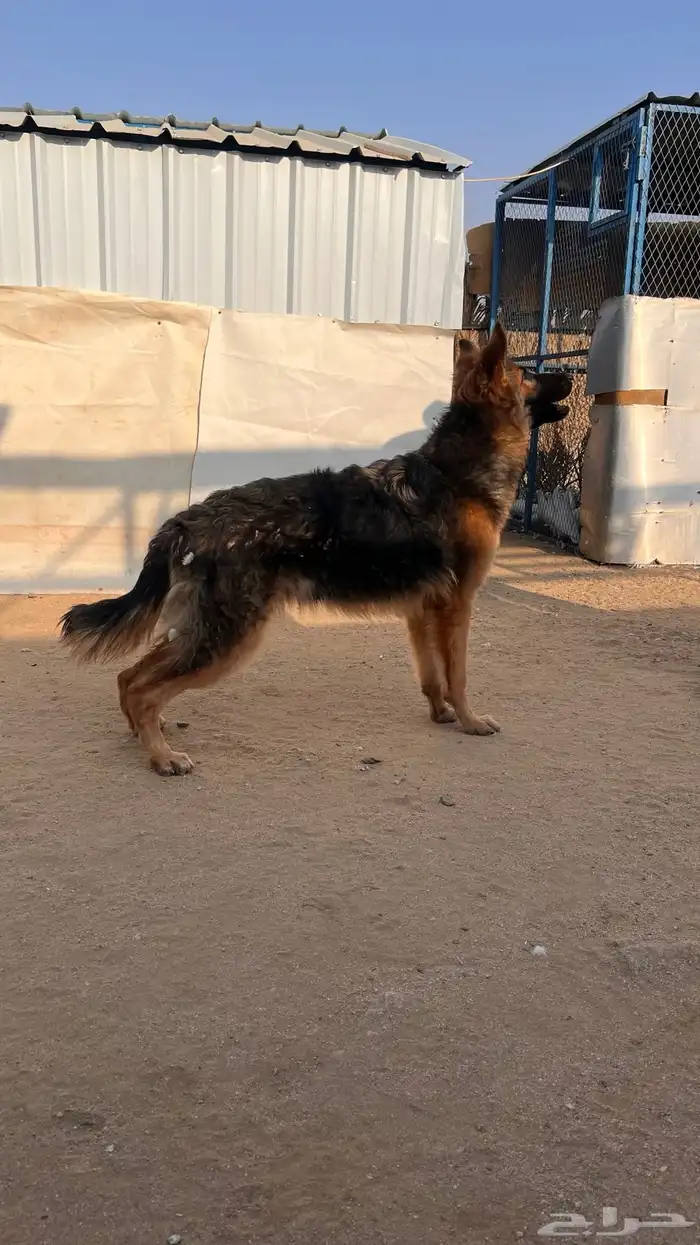 جيرمن شيبرد للبيع 0