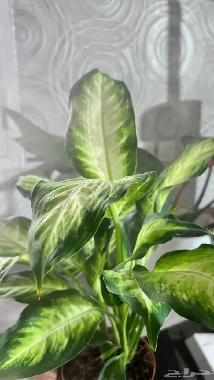 نبتات داخلية 5