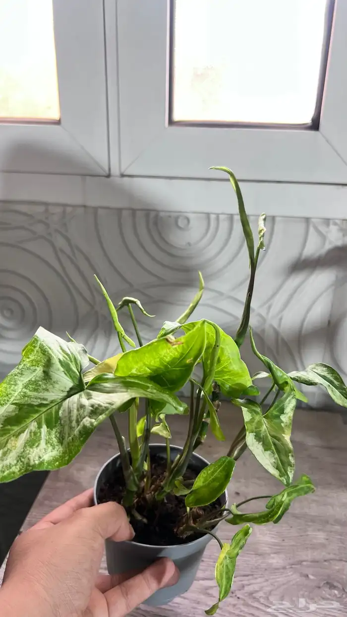 نبتات داخلية 15