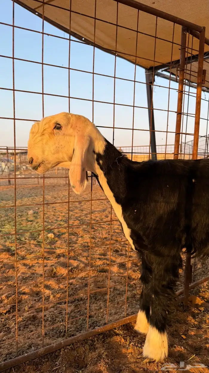 للبيع طلي نجدي صنف الصنف 1