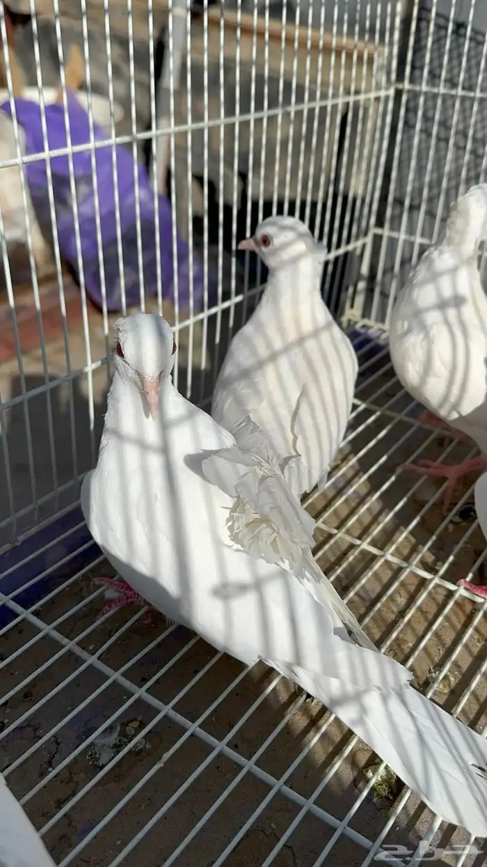 قماري البينو وسلفر 3