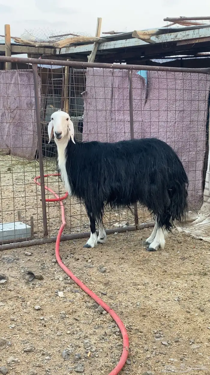 نجديه صنف تم البيع 0