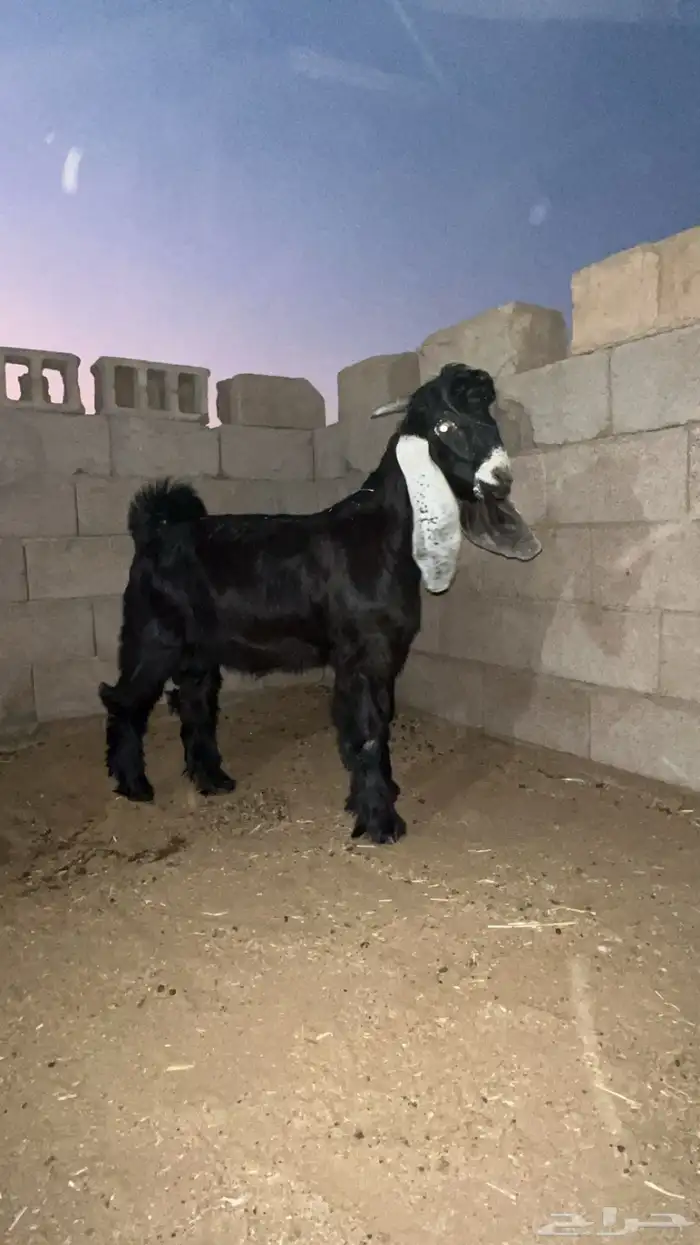 مستقبل تيس عارضي 1