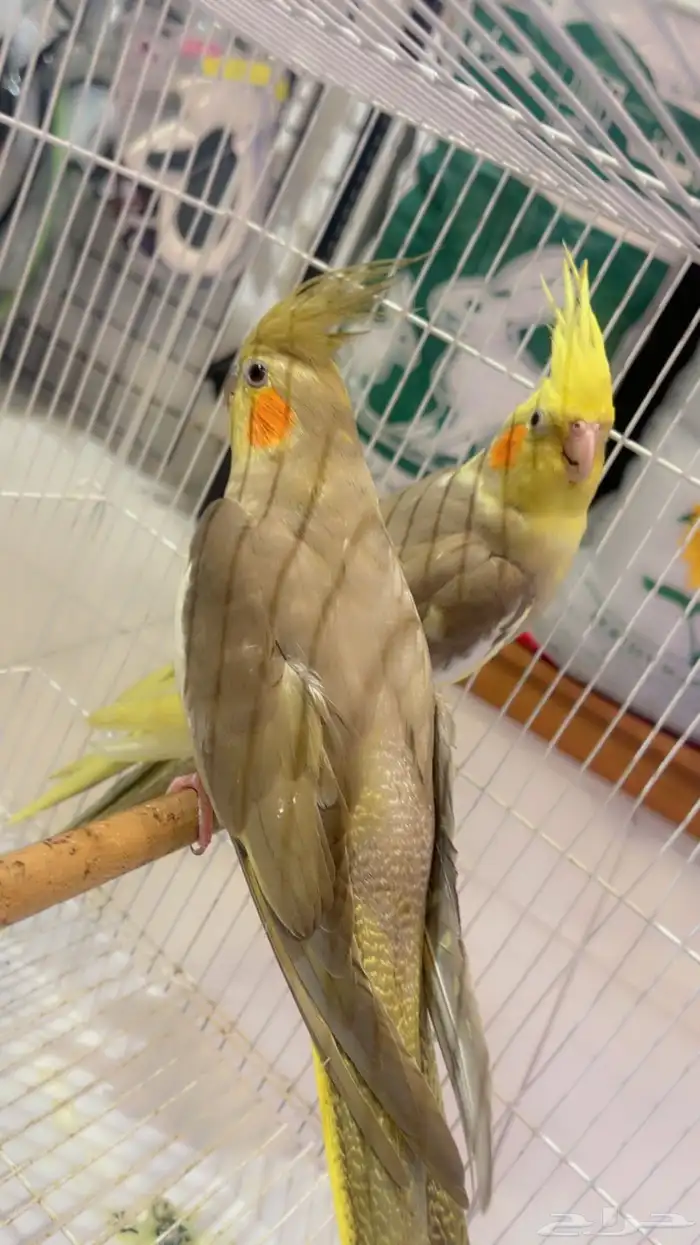 كروان جوز باكستاني للانتاج عرض ب 400 1