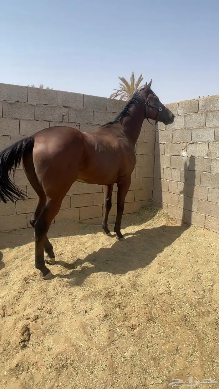 حصان انجلينزي سباق  . 0