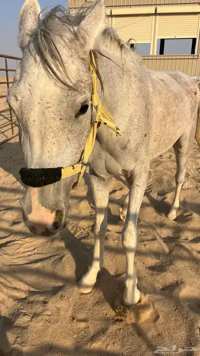 فرس للبيع index