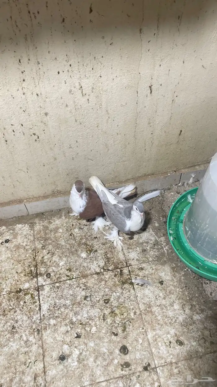 حمام شيرازي فاخر 5