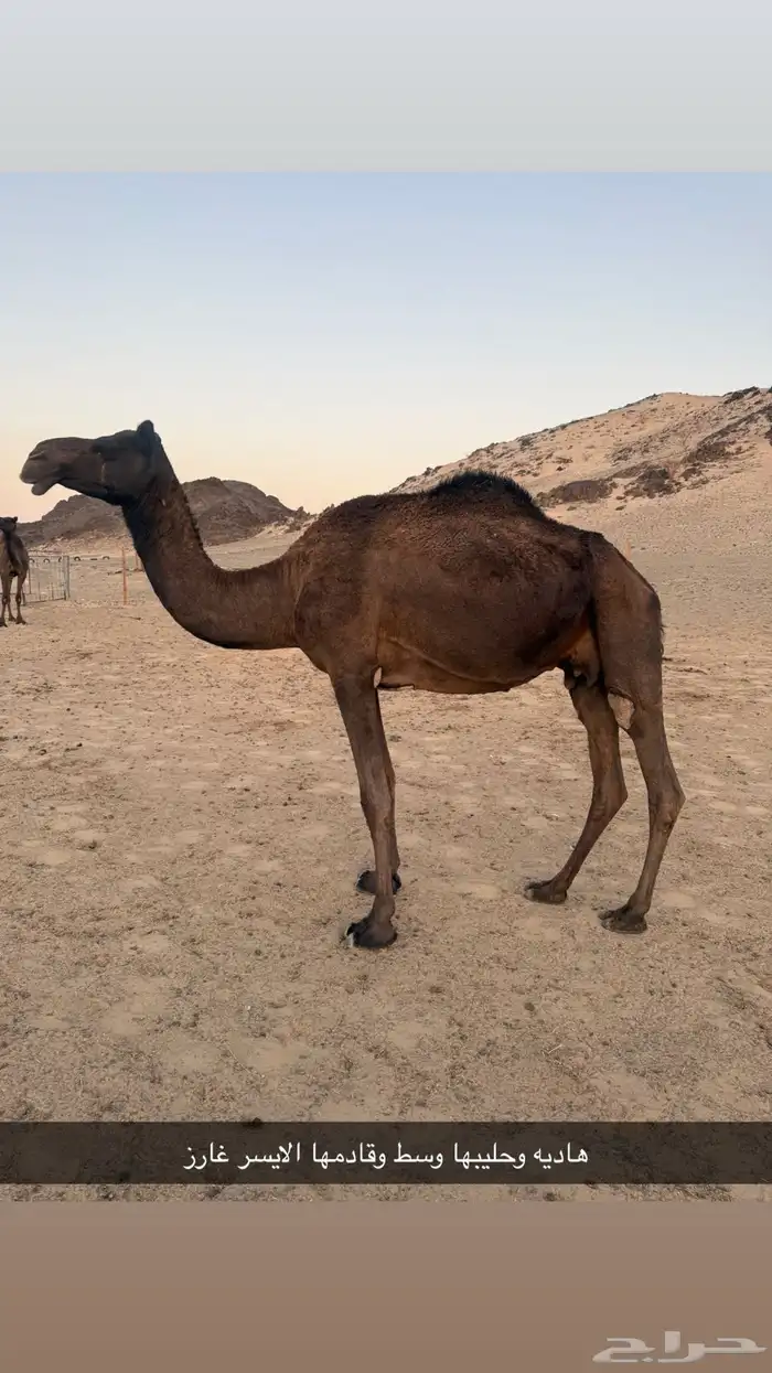 ابل مجاهيم 0