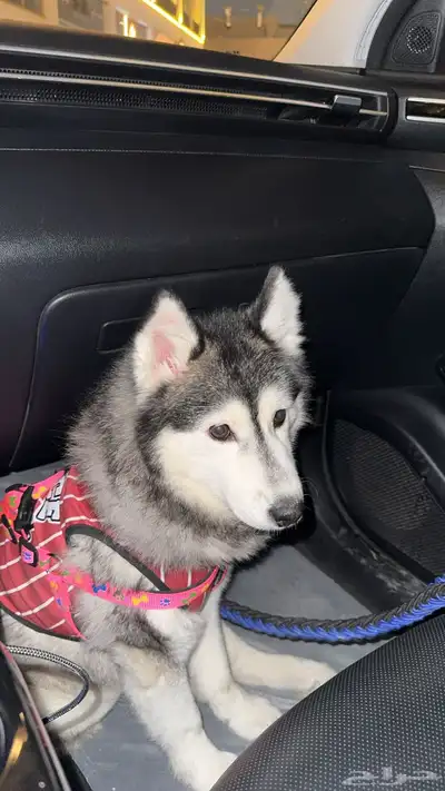 كلب هاسكي 6 شهور index