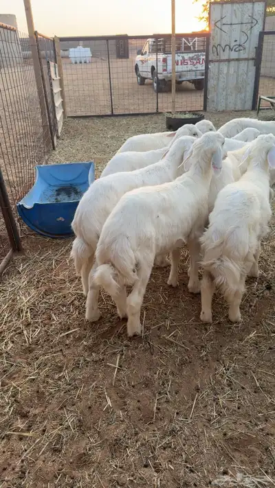 13 هرفي لباني زبده index