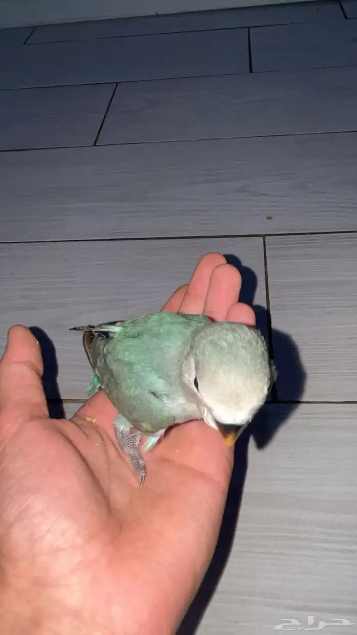 فرخ روز غر 1