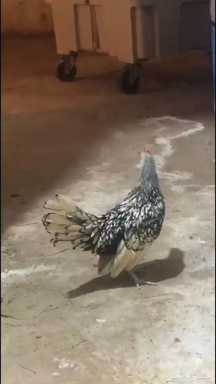 للبيع ديك سبرايت العدد 2 1