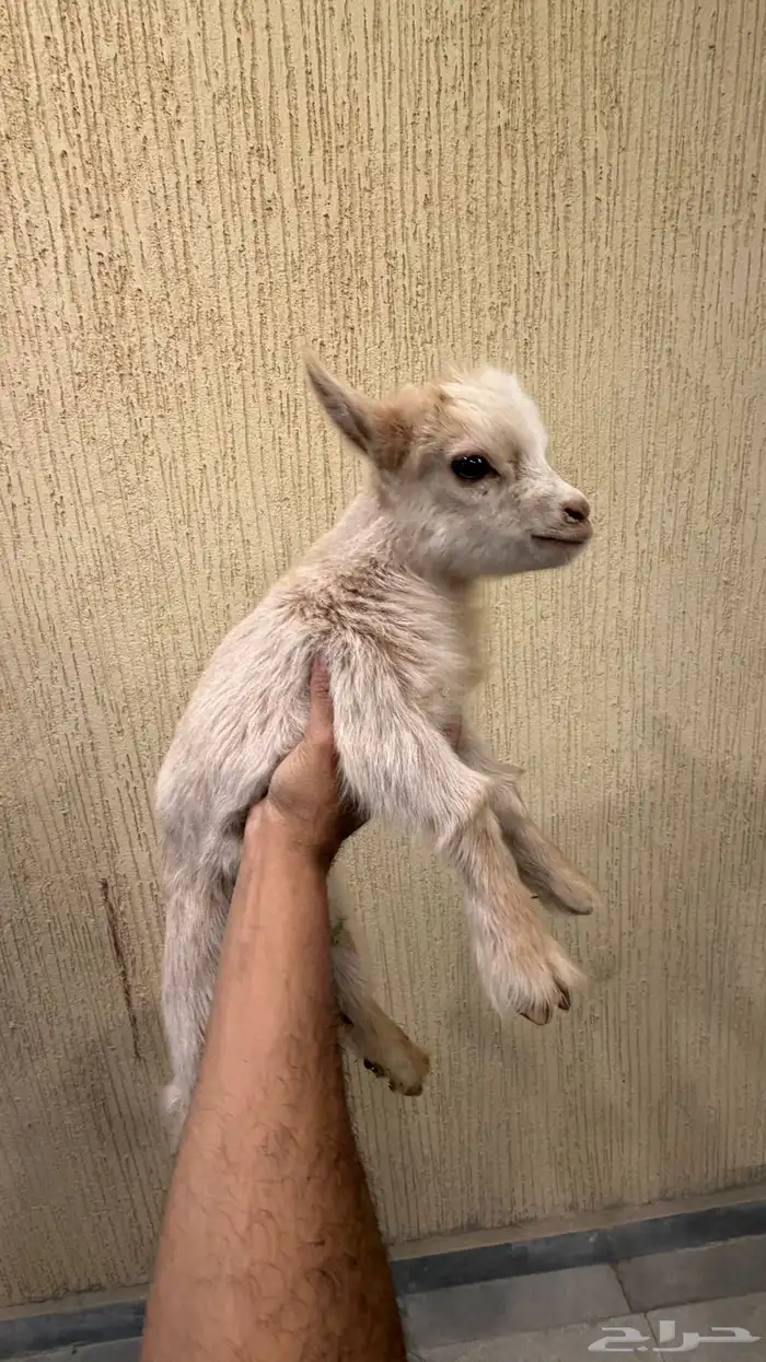 جوز ماعز قزم بيور (تم البيع) 1