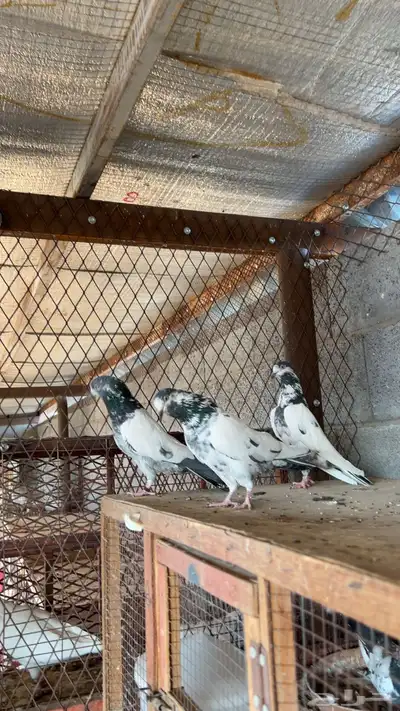 حمام باكستاني index