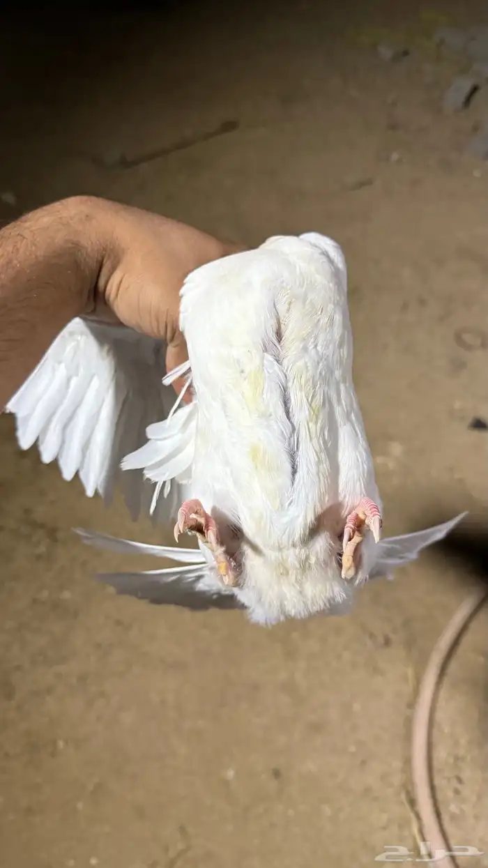 زغاليل فرنسي فاخره 0