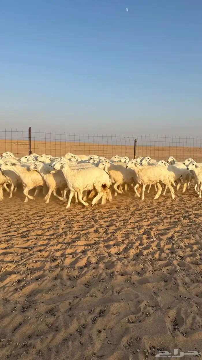 رخال جذعات حرش قطنيه حلال فاخر 12