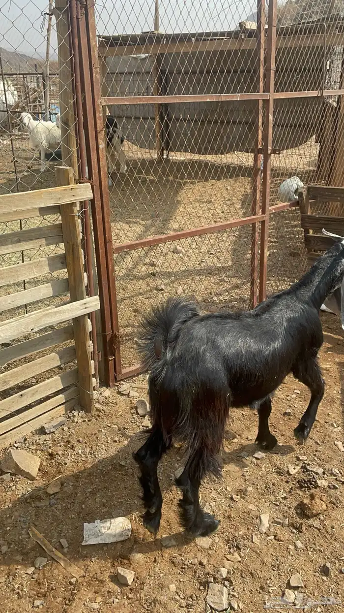 تيس ذبيحه مخصي طيب بالحيل(تم البيع) 6