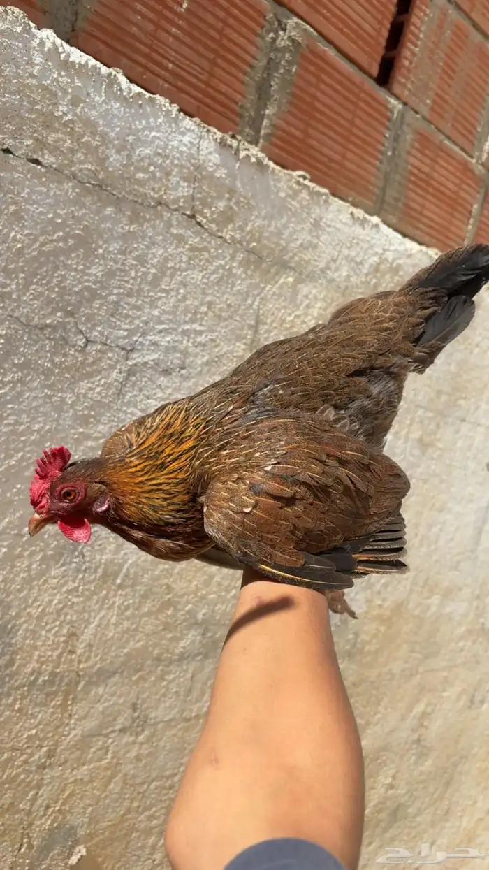 مطلوب دجاج زي ذا با الضبط اسعر معقوله تكون 1