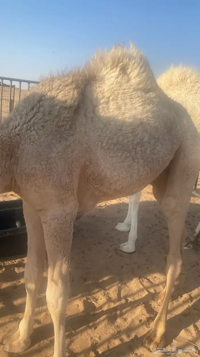 بكره لبيع قصب 0