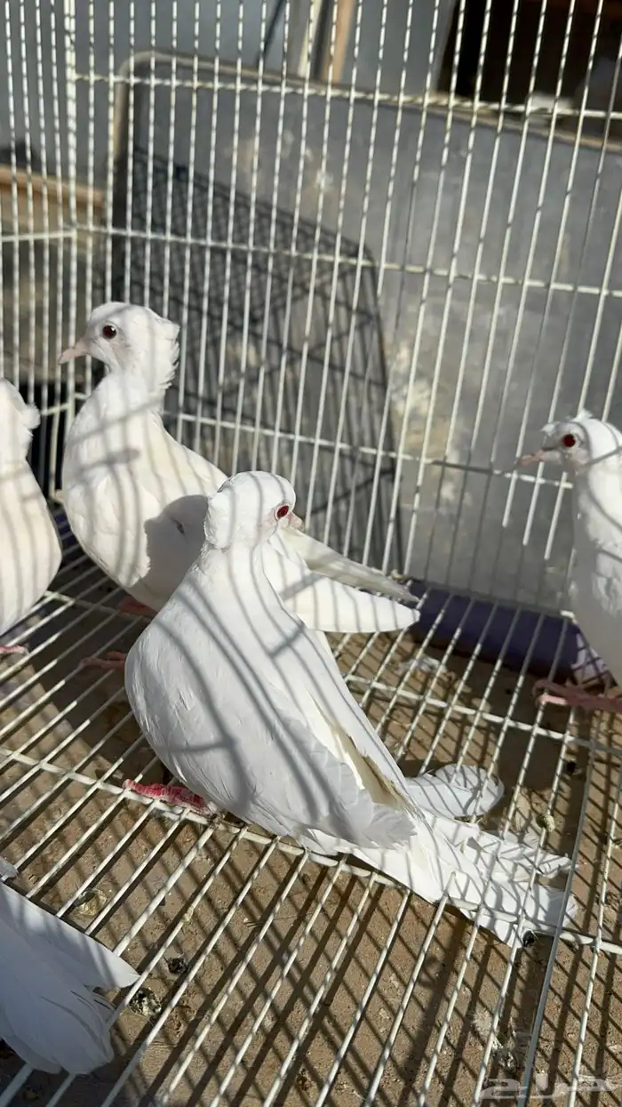 قماري البينو وسلفر 1