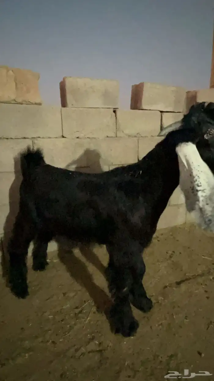 مستقبل تيس عارضي 4