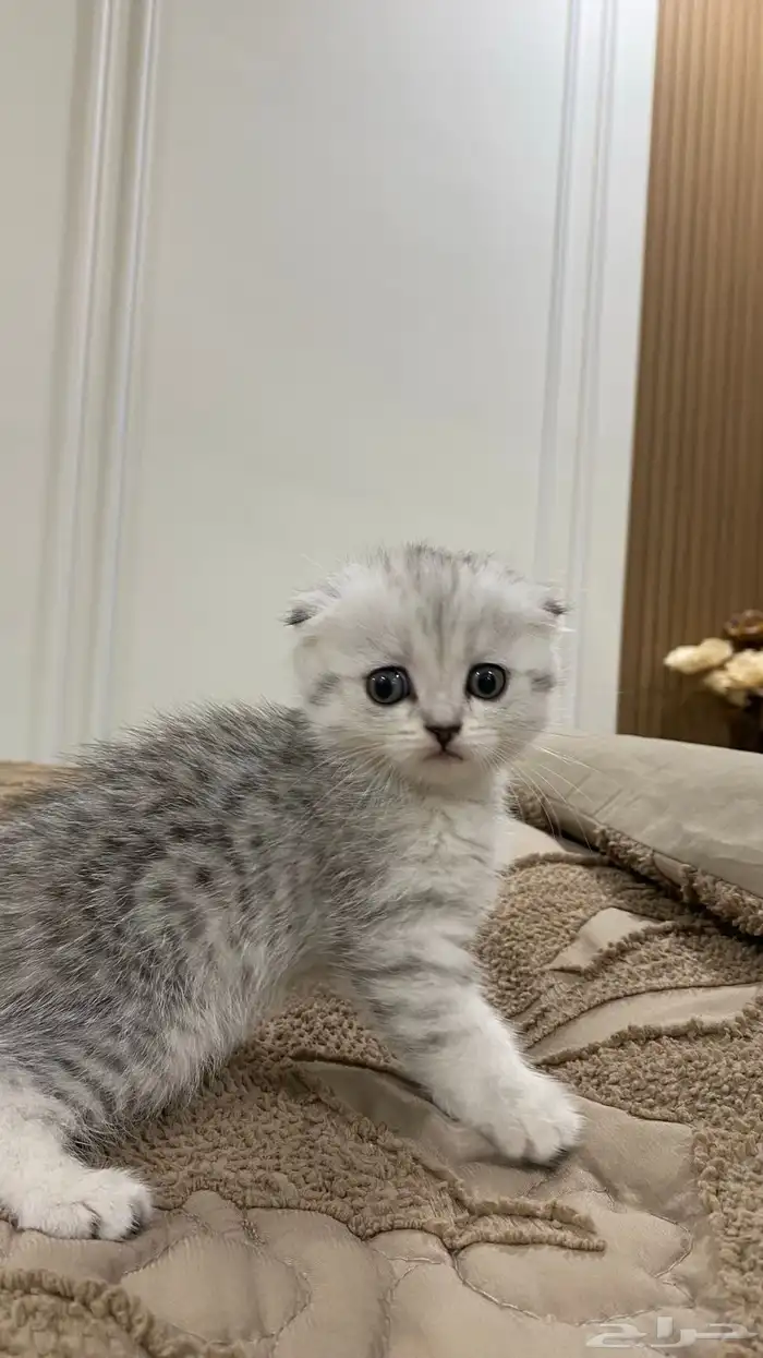 قطط كيتن سكوتش بيور للبيع 1